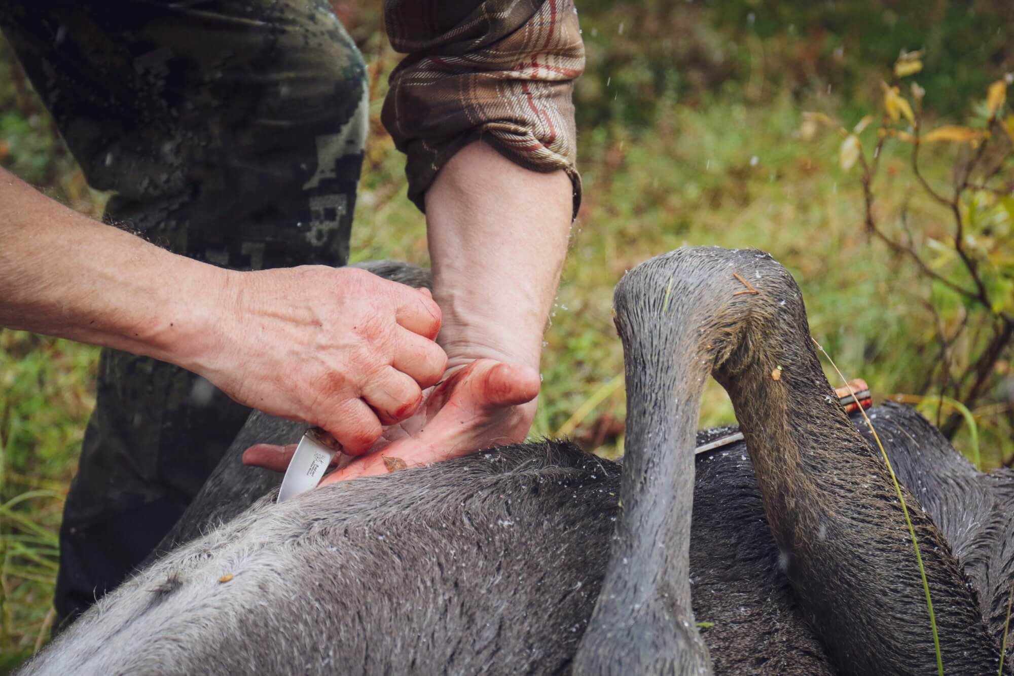 Casstrom-Safari-Mini-Hunter-Stabilised-Curly-Birch-10618-05-scaled-1